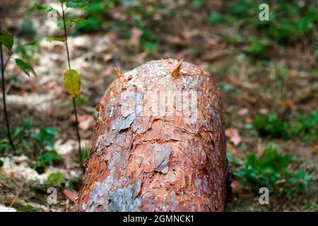 Unschärfe log von Kiefern im Herbstwald. Säge Holz. Säge Schnitt einer großen Kiefer. Natur Holz draußen, im Freien. Baumrinde. Draufsicht. Sägewerk indu Stockfoto