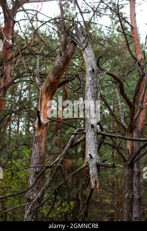 Unschärfe gebrochene alte Kiefer nach Sturm im Wald. Alter Baumstamm und Äste. Draußen, draußen. Naturschäden. Vertikal. Nicht fokussiert. Stockfoto