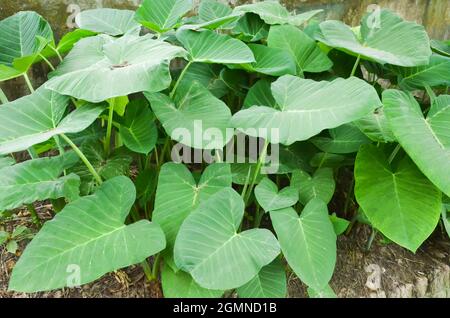 GRÜNER COLOCASIA-GIGANTEA LÄSST SICH IN DER MORGENSONNE VERFÄRBEN. Stockfoto