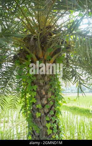 DATTELPALME IN DER MORGENSONNE IM REISFELD. Stockfoto