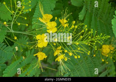 GELBE PFAUENBLÜTE MIT GRÜNEN BLÄTTERN. Stockfoto