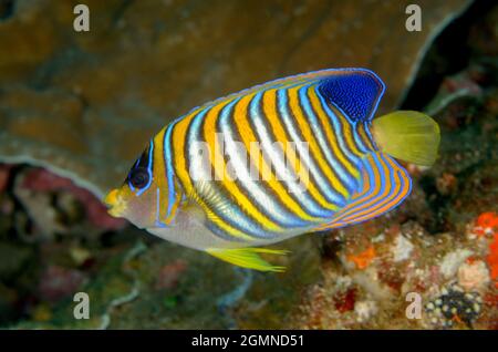 Königlicher Angelfisch, Pygopliten diacanthus, in Amed, Bali, Indonesien. Tiefe: 22,8 m. Stockfoto