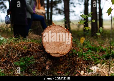 Unschärfe log von Kiefern im Herbstwald. Säge Holz. Säge Schnitt einer großen Kiefer. Natur Holz draußen, im Freien. Menschen Silhouetten. Sägewerk Industrie Stockfoto