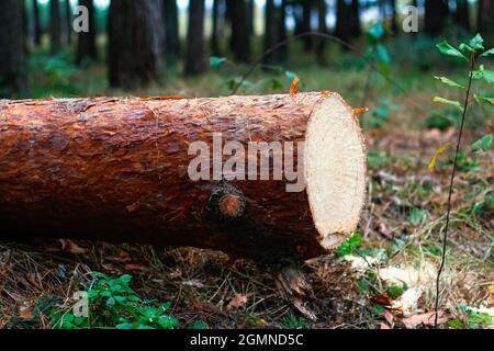 Unschärfe log von Kiefern im Herbstwald. Säge Holz. Säge Schnitt einer großen Kiefer. Natur Holz draußen, im Freien. Baumrinde. Seitenansicht. Sägewerk ind Stockfoto