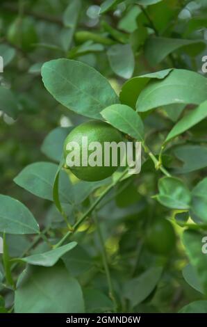 Selektiver Fokus auf LINDE mit grünen Früchten und grünen Blättern isoliert mit grünem Hintergrund. Morgenblick im Garten. Allgemein bekannt als Indischer l Stockfoto
