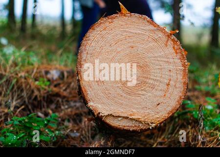 Unschärfe log von Kiefern im Herbstwald. Säge Holz. Säge Schnitt einer großen Kiefer. Natur Holz draußen, im Freien. Sägewerk-Industrie. Nicht fokussiert. Stockfoto