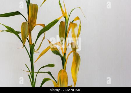 Gelbe Bltter der Dracaena sanderiana Pflanze auf weiem Hintergrund  Stockfotografie - Alamy