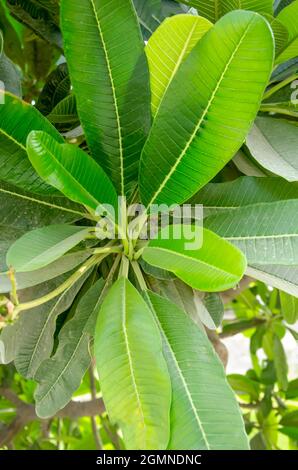 Nahaufnahme der Natur Blick auf grüne PLUMERIA BLÄTTER in der Morgensonne in der Natur Textur Hintergrund des Gartens in der Öffentlichkeit. Plumeria Baum Blätter im Sommer. Stockfoto
