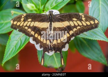 Der König Schwalbenschwanzschmetterling (Papilio thoas) in Mariposario (das Schmetterlingshaus) in Mindo, Ecuador Stockfoto