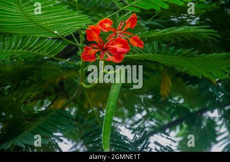 Selektiver Fokus auf ROYAL POINCIANA Baum und rote Blume und grüne lange Frucht mit grünen Blättern isoliert mit grünen Hintergrund in der Morgensonne verschwommen Stockfoto