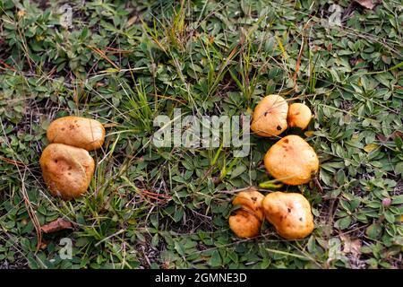 Unschärfe-Gruppe von Pilzen, Suillus luteus, zwischen trockenem Gras und Blättern. Der Suillus luteos Pilz wächst im grünen Wald oder auf der Wiese. Boletus versteckt sich Stockfoto