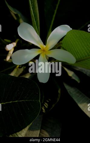 SELEKTIVER FOKUS AUF WEISSGELBE PLUMERIA ( FRANGIPANI ) BLUME MIT GRÜNEN BLÄTTERN ISOLIERT MIT UNSCHARFEN HINTERGRUND IM GARTEN. Stockfoto