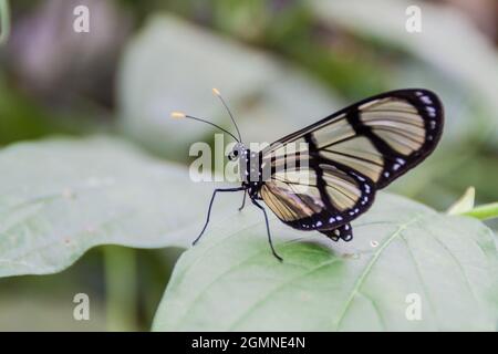 Schmetterling mit gefleckten Glasflügeln (Metona grandiosa) in Mariposario (Schmetterlingshaus) in Mindo, Ecuador Stockfoto