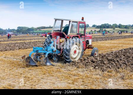 Ein International Harvester 574 bei einem Pflügewettbewerb in Pluckley, Kent. Stockfoto