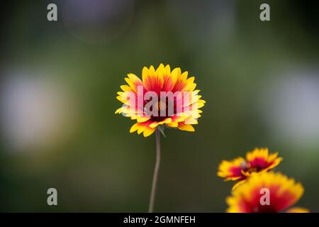 Gelbe und rosa Blume mit grünem Hintergrund (indische Decke Blume) Stockfoto