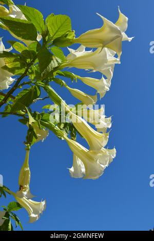 Blumen der weißen Engelstrompete 'Brugmansia Alba' auf Mallorca Stockfoto