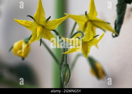 Gelbe Blüten auf einer Tomatenpflanze im September nach der Vegetationsperiode Stockfoto