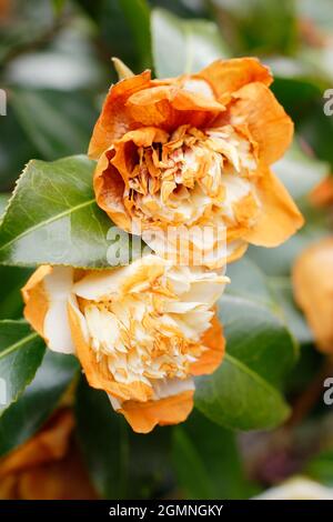 Frostempfindliche Kamelienblüten, die im Frühling durch das eisige Wetter beschädigt werden. VEREINIGTES KÖNIGREICH Stockfoto