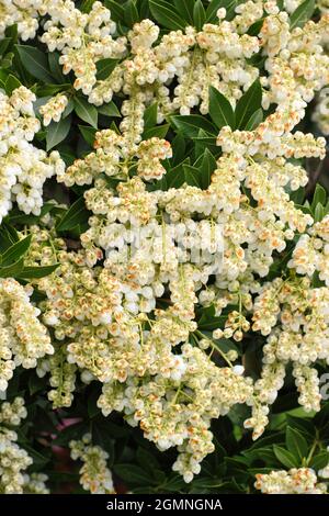 Pieris japonica 'Debutante' Zwergstrauch mit cremig weißen Blütenrispen im Frühjahr. VEREINIGTES KÖNIGREICH Stockfoto