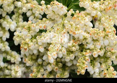 Pieris japonica 'Debutante' Zwergstrauch mit cremig weißen Blütenrispen im Frühjahr. VEREINIGTES KÖNIGREICH Stockfoto