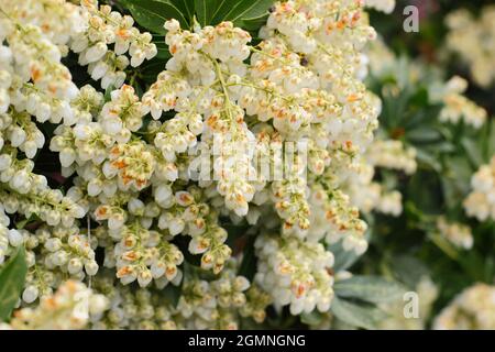 Pieris japonica 'Debutante' Zwergstrauch mit cremig weißen Blütenrispen im Frühjahr. VEREINIGTES KÖNIGREICH Stockfoto