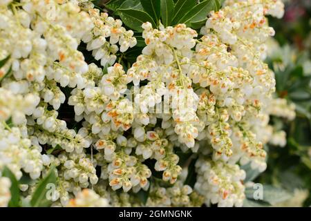 Pieris japonica 'Debutante' Zwergstrauch mit cremig weißen Blütenrispen im Frühjahr. VEREINIGTES KÖNIGREICH Stockfoto