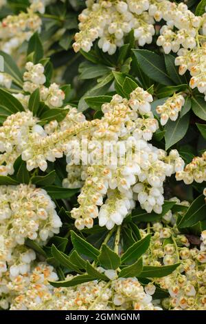 Pieris japonica 'Debutante' Zwergstrauch mit cremig weißen Blütenrispen im Frühjahr. VEREINIGTES KÖNIGREICH Stockfoto