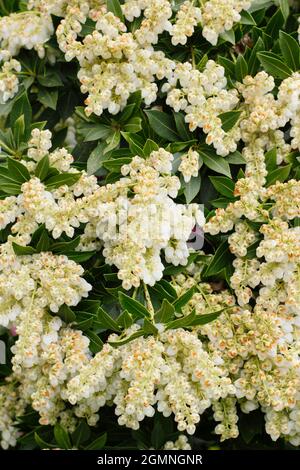 Pieris japonica 'Debutante' Zwergstrauch mit cremig weißen Blütenrispen im Frühjahr. VEREINIGTES KÖNIGREICH Stockfoto