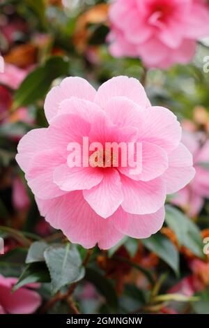 Camellia × williamsii 'Daintiness' zeigt rosa Blüten im Frühjahr. VEREINIGTES KÖNIGREICH Stockfoto