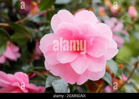 Camellia × williamsii 'Daintiness' zeigt rosa Blüten im Frühjahr. VEREINIGTES KÖNIGREICH Stockfoto