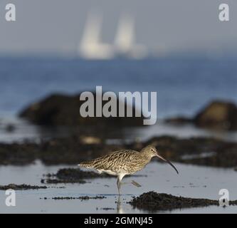 Brachvogel - Numenius arquata Stockfoto