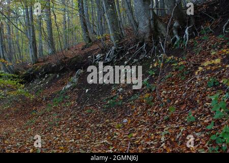 Baumwurzeln tauchen im Herbst in einem Unterholz mit einer Decke aus trockenen Blättern aus dem Boden auf Stockfoto