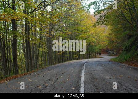 Eine Straße durchquert im Herbst einen Buchenwald. Die Bäume nehmen intensive Farbtöne an und auf der Straße bringt der Wind die ersten Blätter Stockfoto