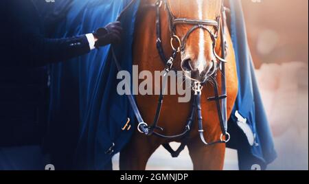 Das Sauerampfer trägt einen Zaumzeug und eine blau-warme Decke, und ein Reiter steht neben ihm und stellt die Gurte mit seinen Händen ein. Reitsport. Stockfoto
