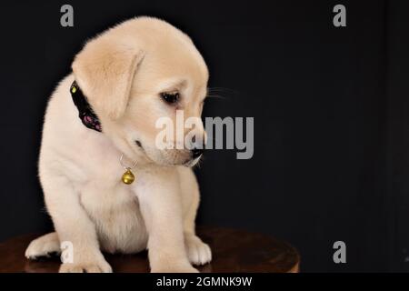 Niedlicher Labrador Welpe schaut isoliert auf schwarzem Hintergrund nach unten Stockfoto