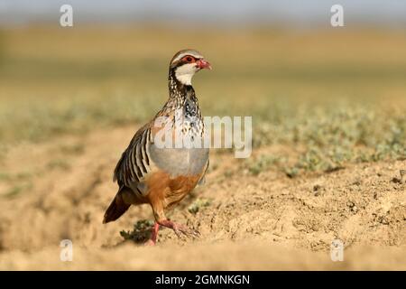 Rothuhn - Alectoris rufa Stockfoto