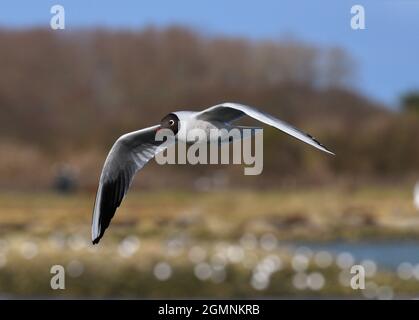 Lachmöwe - Chroicocephalus ridibundus Stockfoto