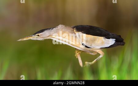 Ixobrychus minutus Little Rohrdommel - Stockfoto