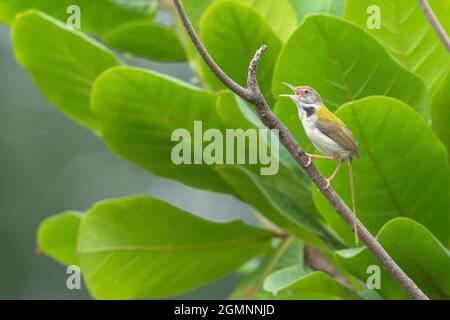 Gewöhnlicher Tailorbird am Ast, Orthotomus sutorius, Pune, Maharashtra, Indien Stockfoto