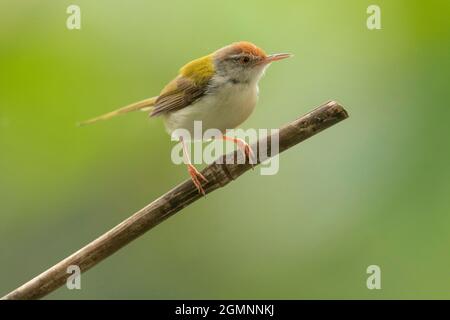 Gewöhnlicher Tailorbird am Ast, Orthotomus sutorius, Pune, Maharashtra, Indien Stockfoto