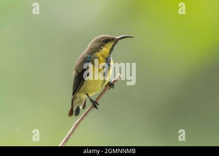 Lila Sonnenvögel im finsterlichen Gefieder, Cinnyris asiaticus, Pune, Maharashtra, Indien Stockfoto