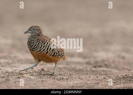 Barred Buttonquail, Turnix Suscitator, Männlich, Bhigwan, Maharashtra, Indien Stockfoto