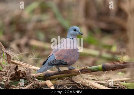 Rote Halsbandtaube, auch bekannt als rote Schildkrötentaube, Streptopelia tranquebarica, Bhigwan, Maharashtra, Indien Stockfoto