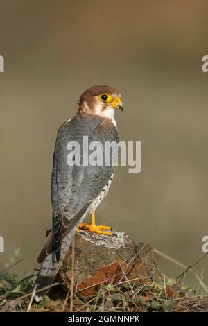 Rothalsfalke, Falco chicquera, Bhigwan, Maharashtra, Indien Stockfoto