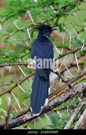 Jakobinerkuckuck, Jacobin-Kuckuck, Clamator jacobinus, Ngorongoro-Krater, Ngorongoro-Krater, Tansania, Tansania, Ostafrika Stockfoto