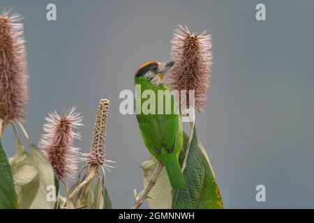 Goldkehlbarbet, Psilopogon franklinii, Ryshop, Westbengalen, Indien Stockfoto