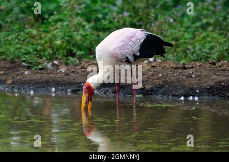 Gelbschnabelstorch, Nimmersatt, Mycteria ibis, Stockfoto