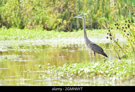 Schöner blauer Reiher in einem Feuchtgebiet, der auf einen Fisch wartet. Stockfoto