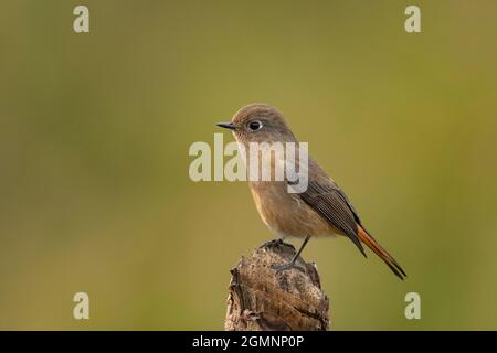 Blaustirb-Rottanz, Phoenicurus frontalis, Weiblich, Ryshop, Westbengalen, Indien Stockfoto