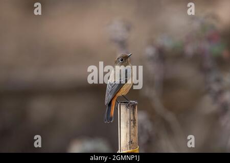 Blaustirb-Rottanz, Phoenicurus frontalis, Weiblich, Ryshop, Westbengalen, Indien Stockfoto